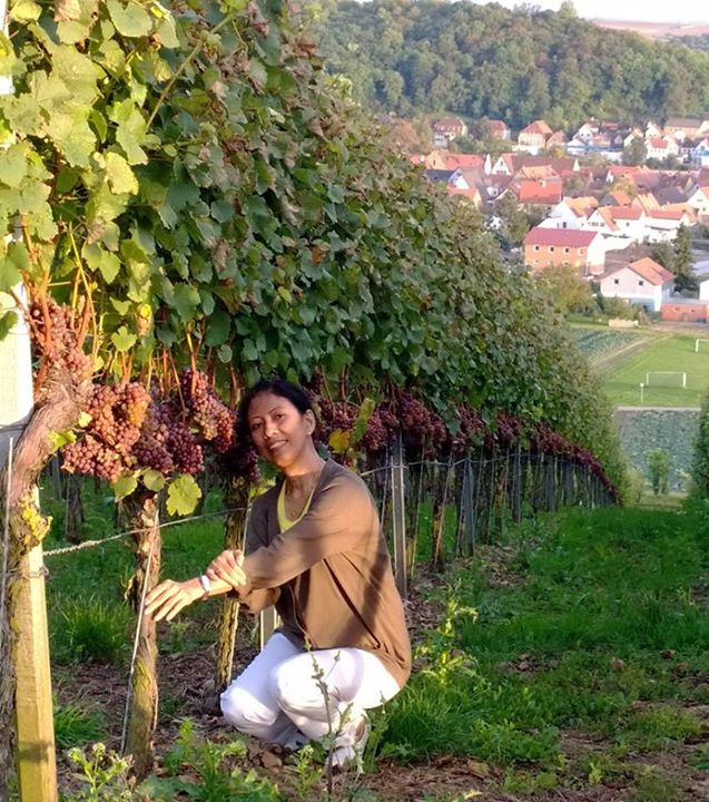 Gewürztraminer kurz vor der Ernte am Segnitzer Pfaffensteig, einer der südlichsten Weinlagen am Main.